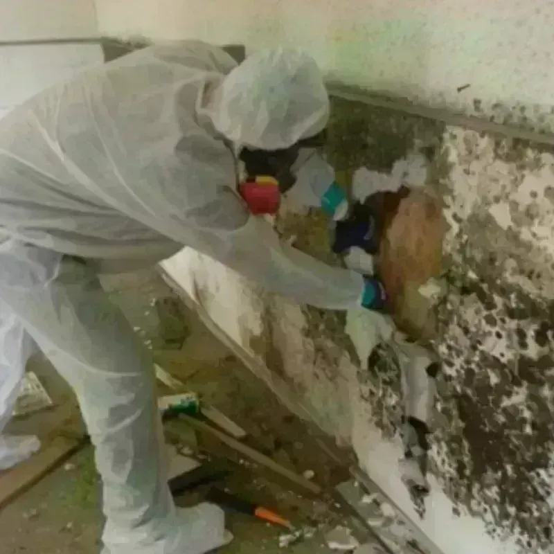 Mold Remediation and Removal in Jayuya, PR